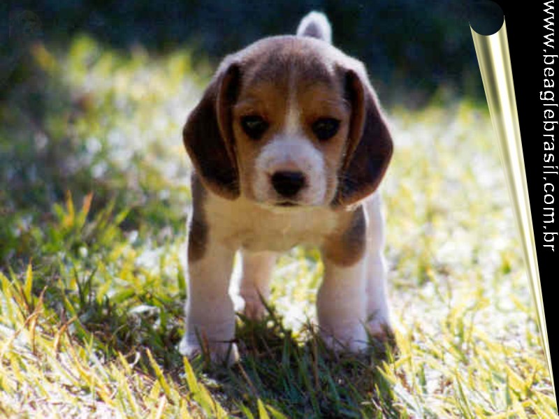 beagle